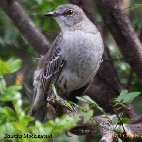 Birds of North America
