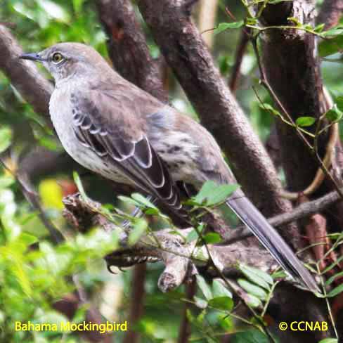 Bahama Mockingbird