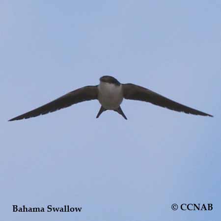 Birds of North America