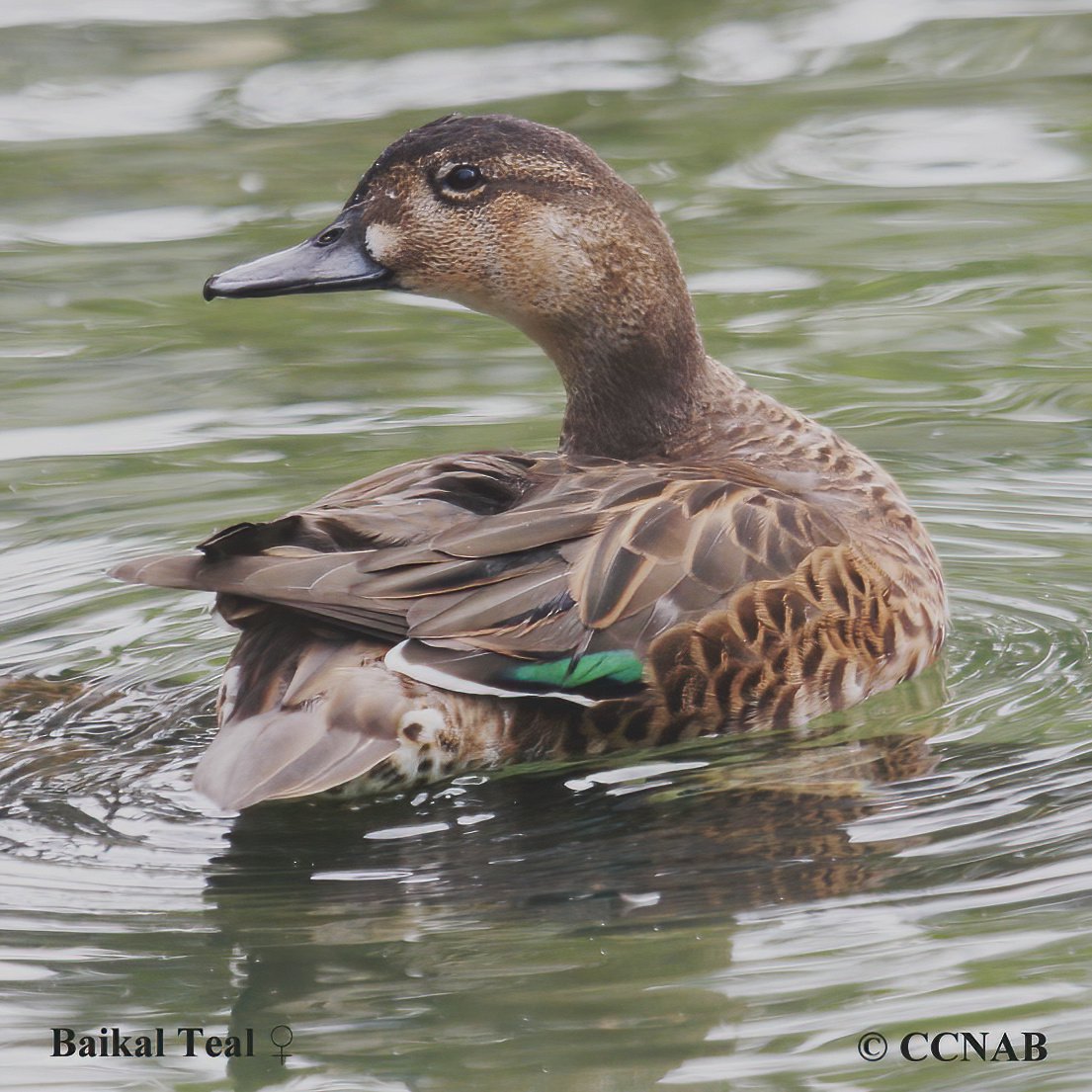 Birds of North America