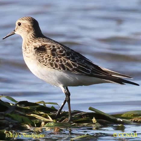 Birds of North America