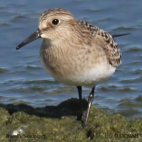Birds of North America