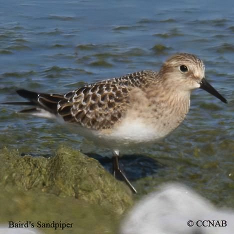 Birds of North America