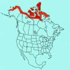 Baird's Sandpiper range map