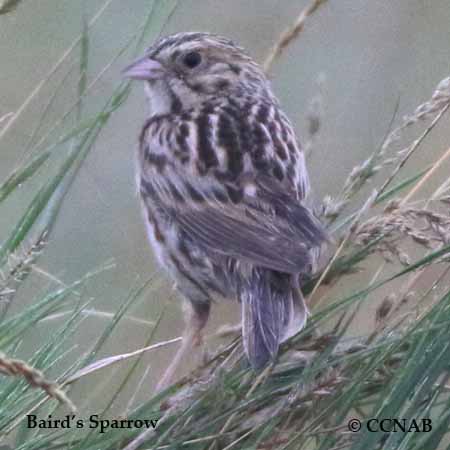 Birds of North America