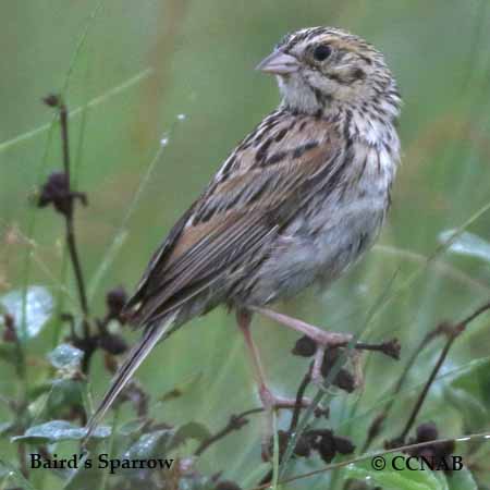 Birds of North America
