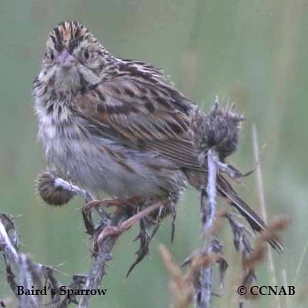 Birds of North America
