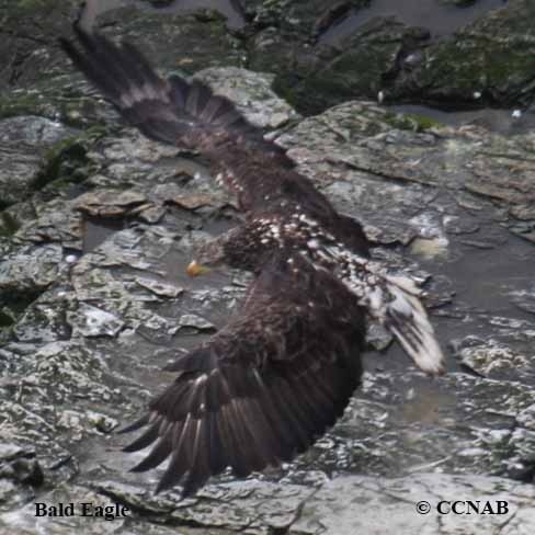 Birds of North America