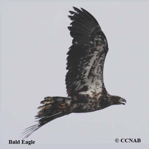 Birds of North America