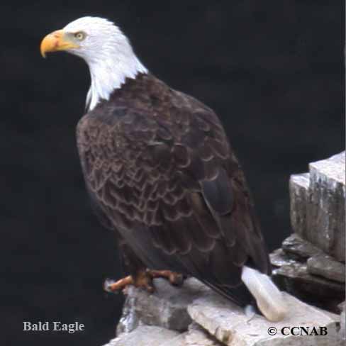 Birds of North America