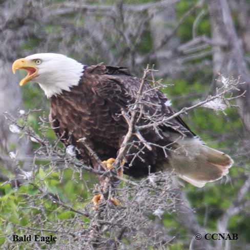 Birds of North America