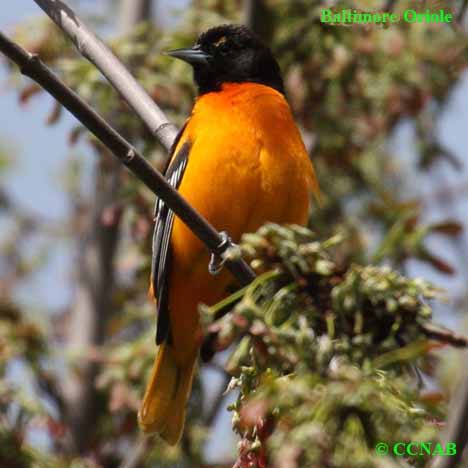 Birds of North America