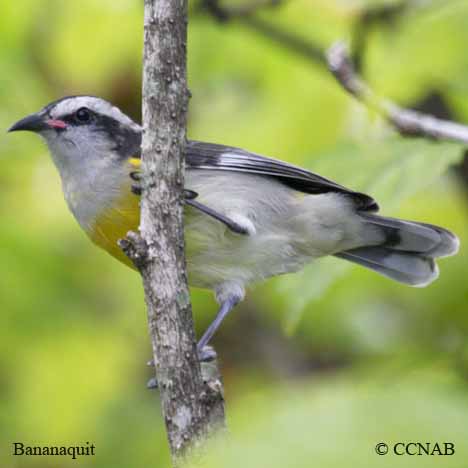 Birds of North America