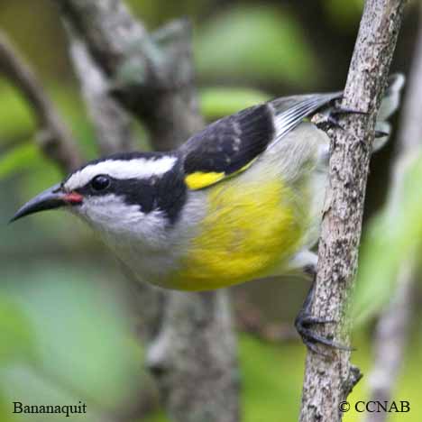 Birds of North America