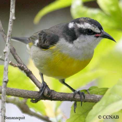 Birds of North America