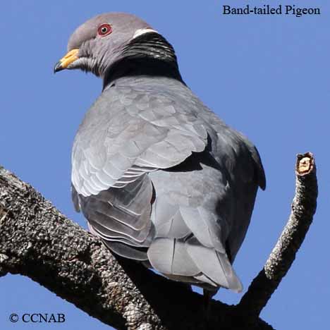 Birds of North America