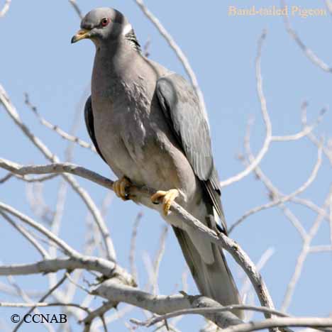 Birds of North America