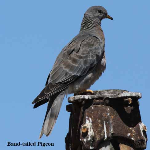 Birds of North America