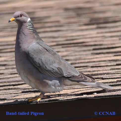 Birds of North America