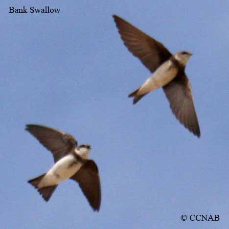 Birds of North America