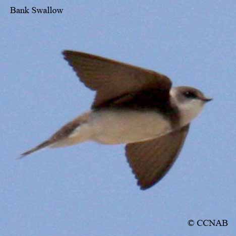 Birds of North America