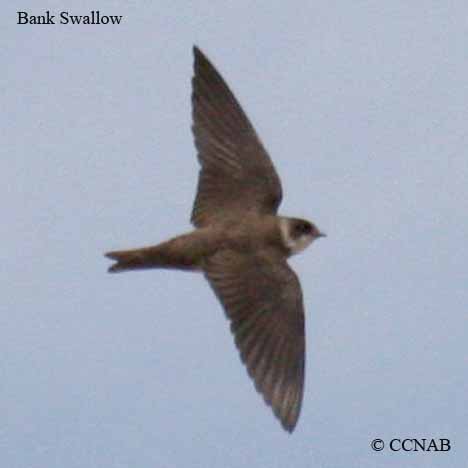 Birds of North America