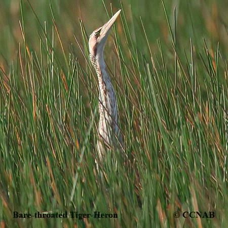 Birds of North America