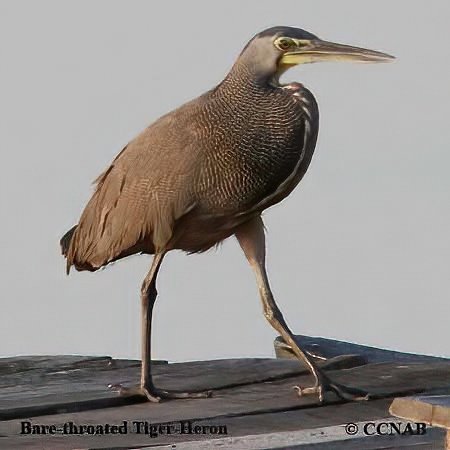 Birds of North America