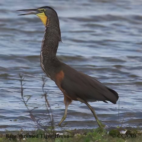 Birds of North America