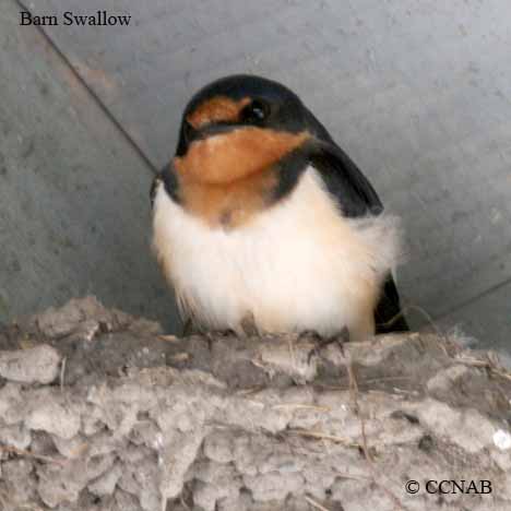 Birds of North America