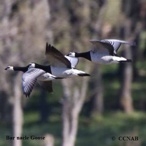 Birds of North America
