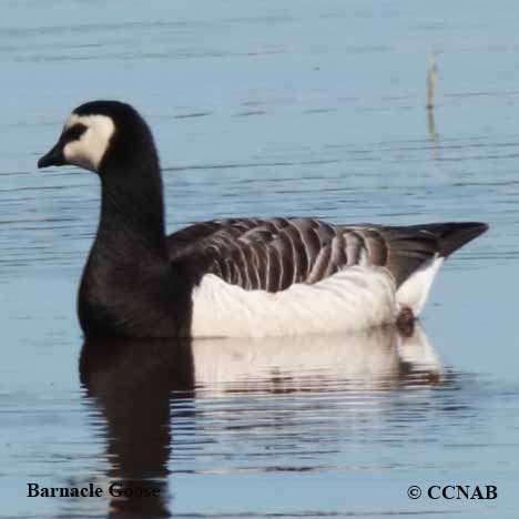 Birds of North America