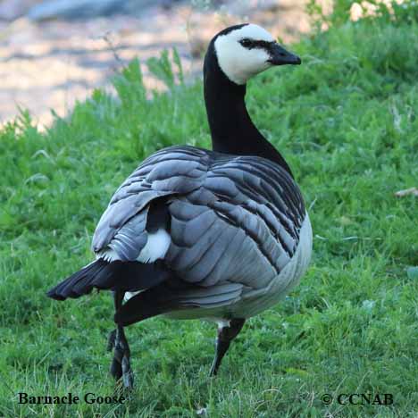 Birds of North America