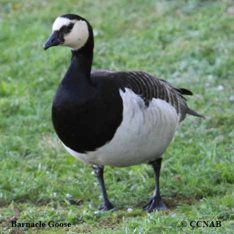 Birds of North America