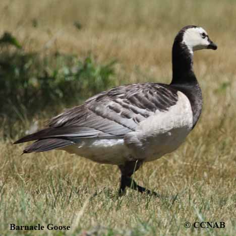 Birds of North America
