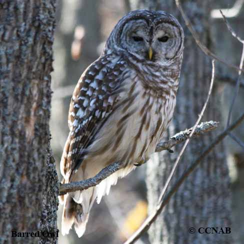 North American Owls