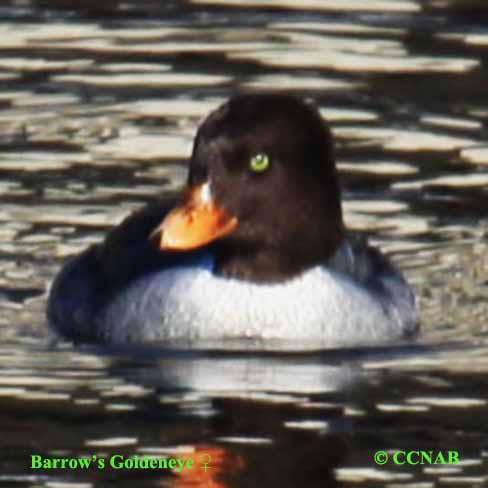 Birds of North America