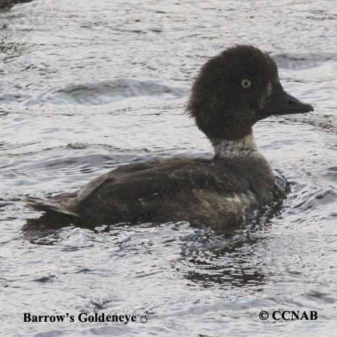 Birds of North America