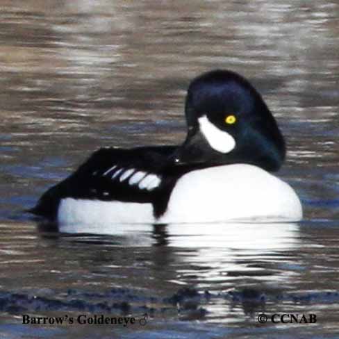 Birds of North America