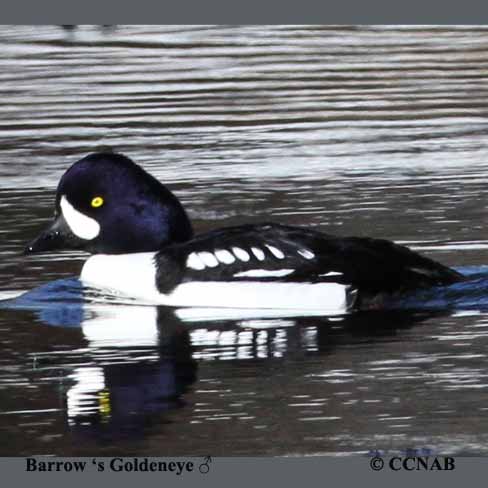 Barrow's Goldeneye