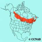 Bay-breasted Warbler range map