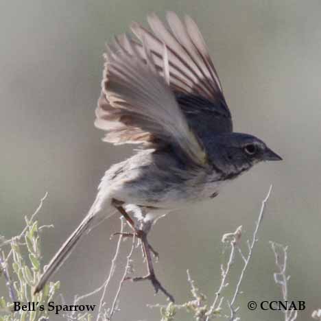 Birds of North America