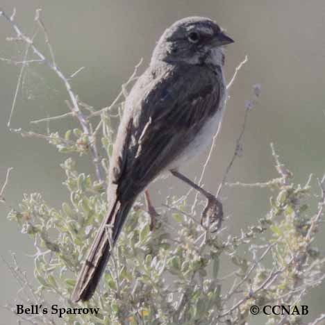 Birds of North America