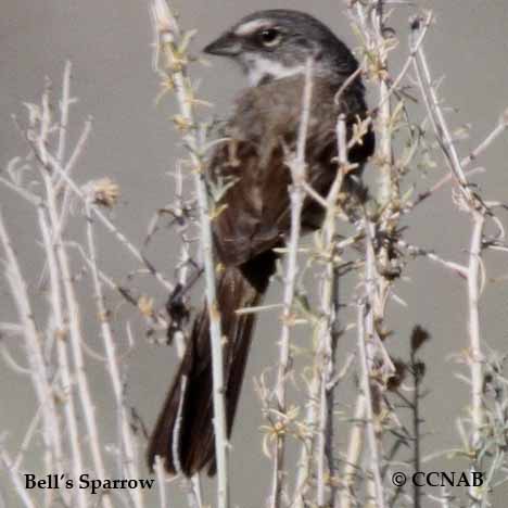 Birds of North America