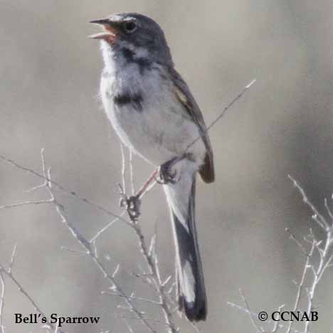 Birds of North America