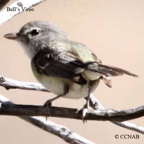 Birds of North America
