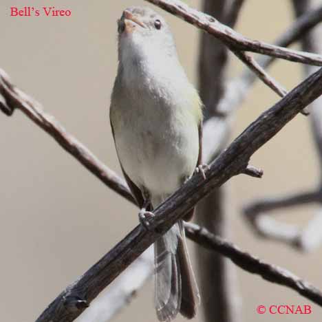 Birds of North America