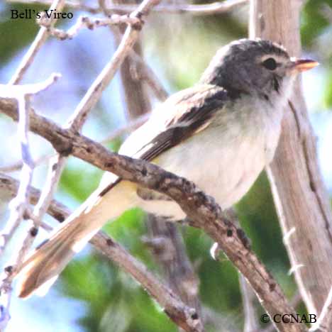 Birds of North America