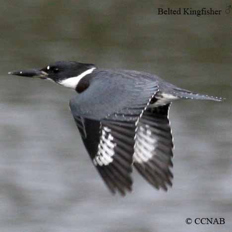 Birds of North America