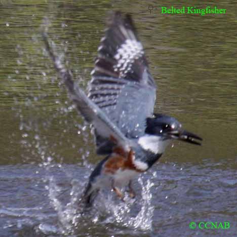Birds of North America